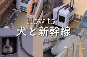 新幹線、ネコいいんだ・・・